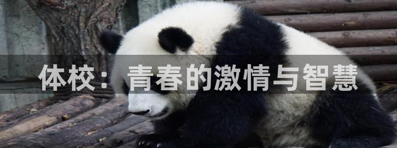球速体育：体校：青春的激情与智慧